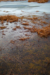 orange peat in a swamp with ice and water