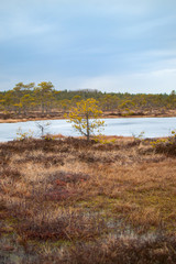 yellow tree in a bog