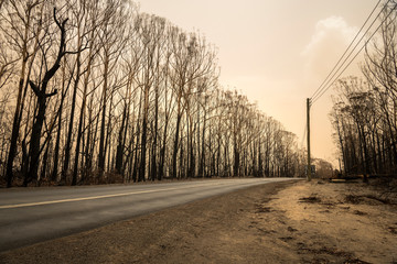 Forest after the bushfire, Australia