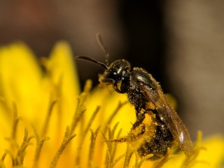 Bee on a Yellow Flower