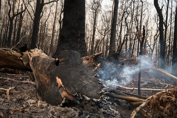 Burning forest, Australia