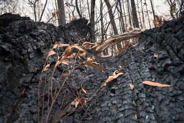 Forest after the bushfire, Australia