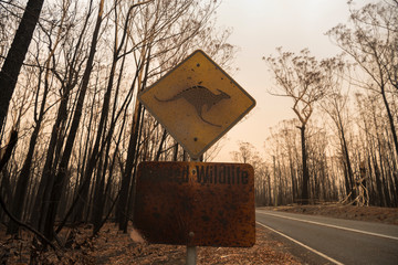 Forest after the bushfire, Australia