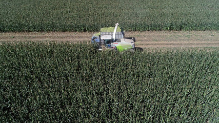 harvesters harvest silage in farmland, LUANNAN COUNTY, Hebei Province, China