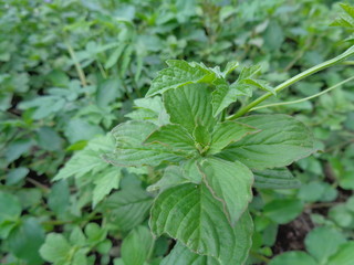 Close up shot synedrella nodiflora, Nodeweed plant flowers. weeds in the garden with natural background