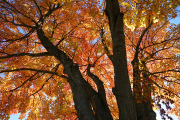 Low angle view of autumn tree with bright red color