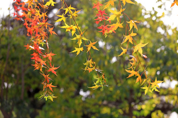 Chinese medicinal plant -- maple, North China