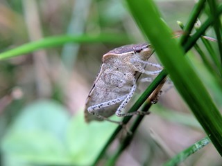 Stink Bug and Grass