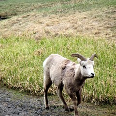 Fototapeta premium sheep in mountains
