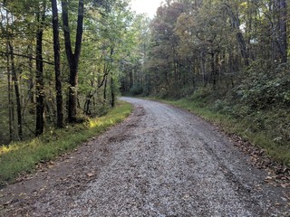 Country Road in the Forest