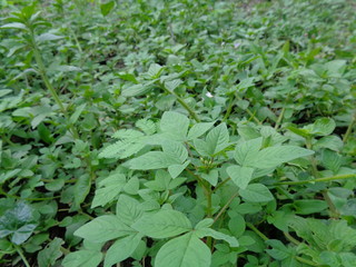 Close up shot Cleome rutidosperma (fringed spider flower) in the garden with nature background....