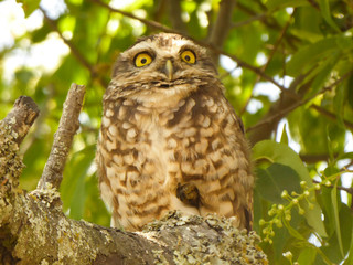 burrowing-owl