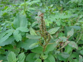 Close up shot weeds with nature background