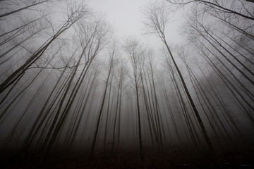 dark forest and trees in fog