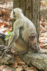  Mother and her baby monkeys in the Kanha National Park. India