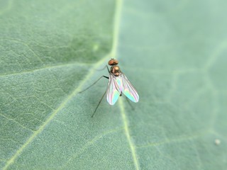 Fly on a Leaf
