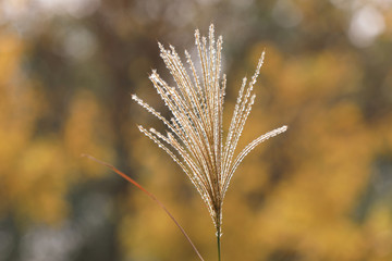 Reed flowers in the wild, China