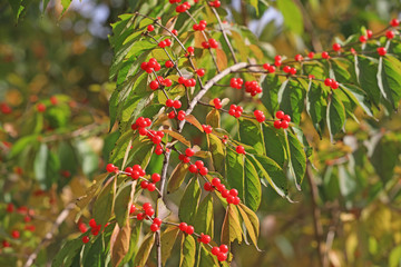 Honeysuckle fruit on the branch in a park