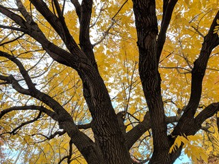 Yellow Leaves in Autumn 