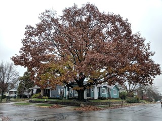 Fototapeta premium Corner Tree in Autumn