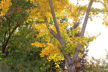 Ginkgo biloba, a Chinese medicinal plant