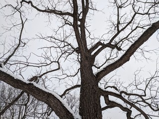 Winter Tree Against Overcast Sky