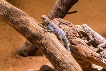close up view of The genus Agama - Rabat , Morocco
