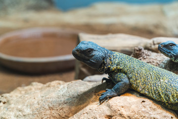 close up view of The genus Agama - Rabat , Morocco