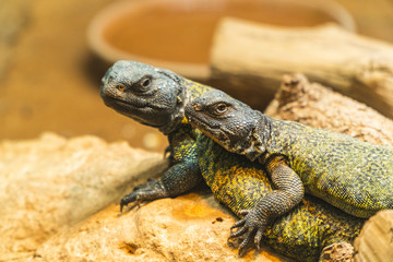 close up view of The genus Agama - Rabat , Morocco