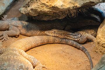 close up view of Spiny-tailed lizards resting