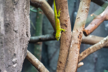 close up view of green gecko on tree brunch at the zoo