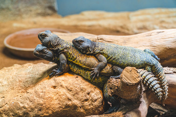 close up view of The genus Agama - Rabat , Morocco