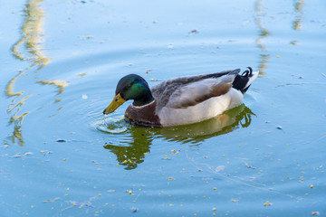 mallard duck floating Peacefully in the lake