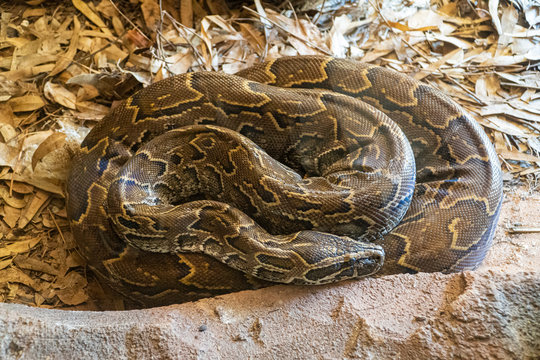 African rock python resting at the zoo - Rabat, Morocco
