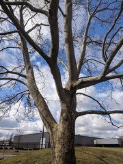 Bare Branches