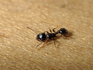 Ant on Wooden Surface