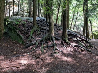 Tree Roots on Boulder