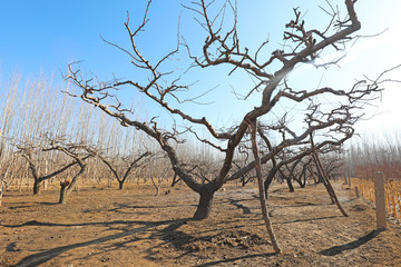 The dried peach trees are in the orchard, zhongg
