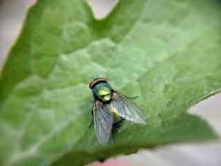 Fly on a Leaf