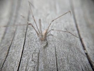 Spindly Spider