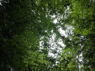 Forest Canopy