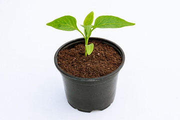 Bell Pepper seedlings in a plastic pot on a white background
