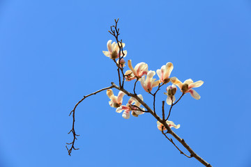 magnolia flower in the sky