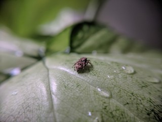 Spider on a Leaf