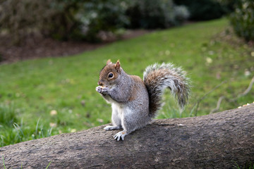 British Squirrel Eating On Tree Trunk Side View