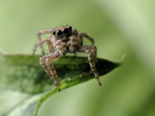 Spider on a Leaf