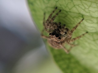 Spider on a Leaf
