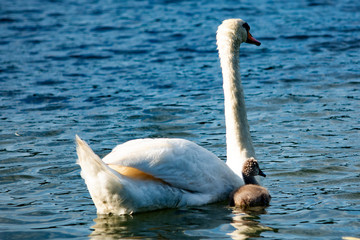 mały łabędź z dorosłym łabędziem © Dariusz Grochal 