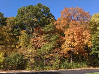 Naklejka premium Autumn Forest