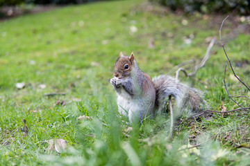 British Squirrel Eating Behind Grass